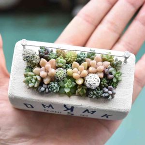 寄せ植え,多肉植物,作家さんの作品,わが家の多肉スペース,イベントの寄せ植えの画像