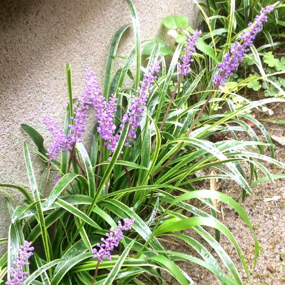 ヤブランの投稿画像 By Sachibさん 藪蘭と小さな庭と無加工と観葉植物とgs日和と新潟市と新潟と成長記録と花のある暮らしと加工なしと地植え と無加工と観葉植物とgs日和と新潟市と新潟と成長記録と花のある暮らしと加工なしと地植え 18月10月15日 Greensnap