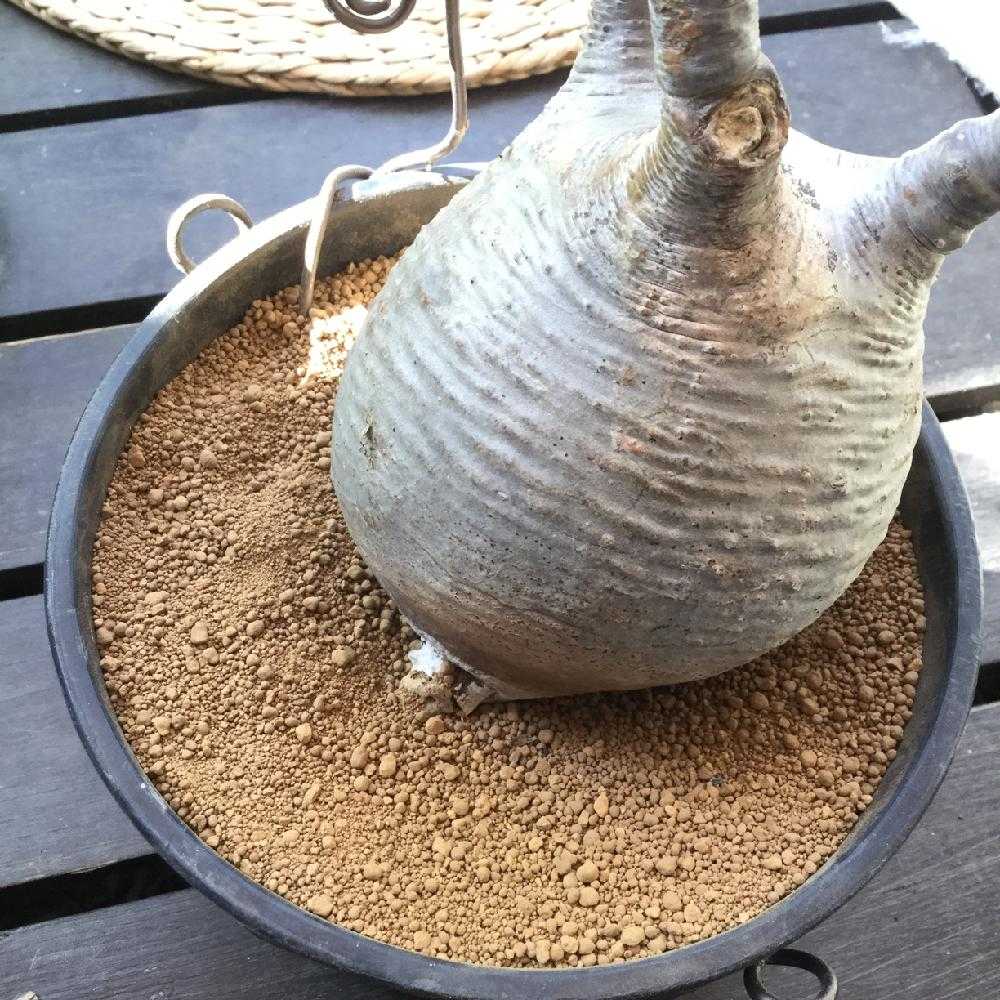 ⌘グラキリス(現地球)発根チャレンジ｜🍀GreenSnap（グリーンスナップ）