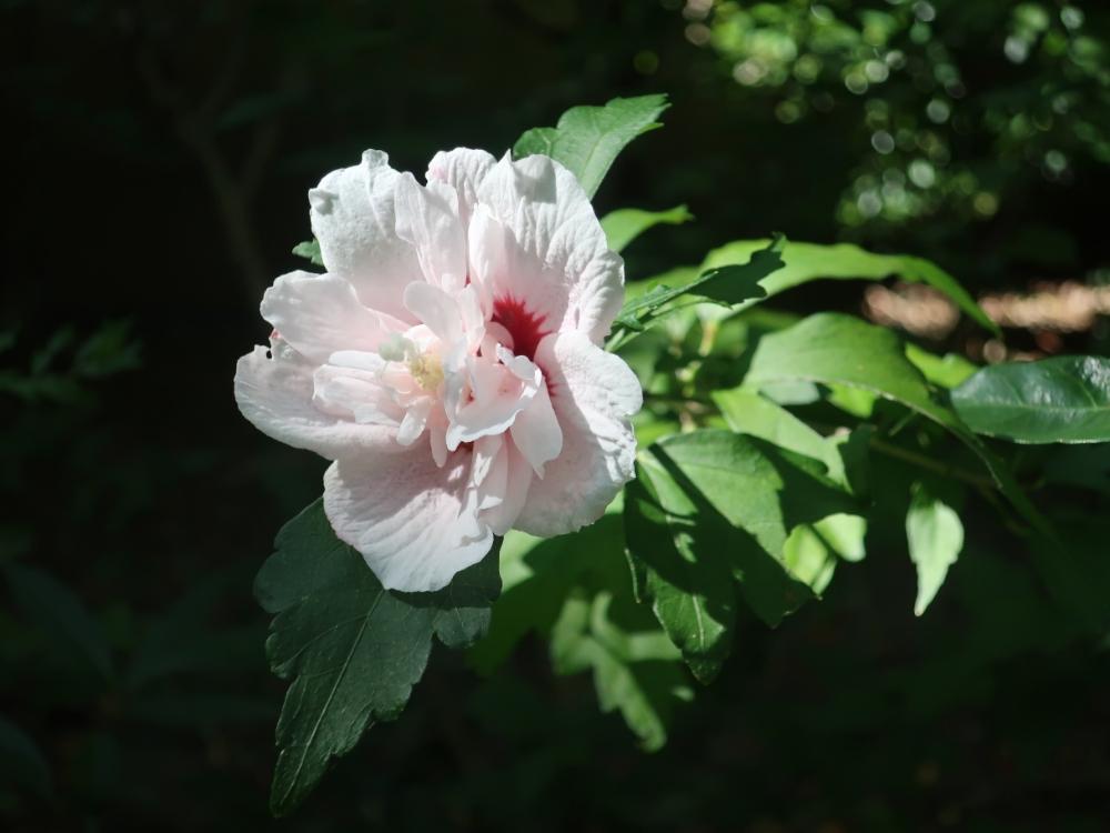 ムクゲの投稿画像 By Emyさん 八重木槿 18月10月15日 Greensnap グリーンスナップ Greensnap グリーンスナップ