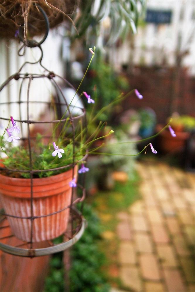 ロベリア プリンセスブルーの投稿画像 By Haiziさん 鉢植えとナチュラルスタイルと小花とガーデニングと花のある暮らしと咲いた 18月10月15日 Greensnap グリーンスナップ