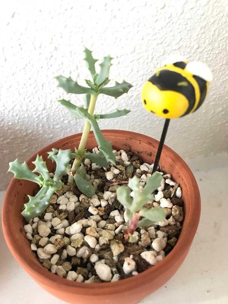 琴爪菊の成長記録_φ(・_・｜🍀GreenSnap（グリーンスナップ）