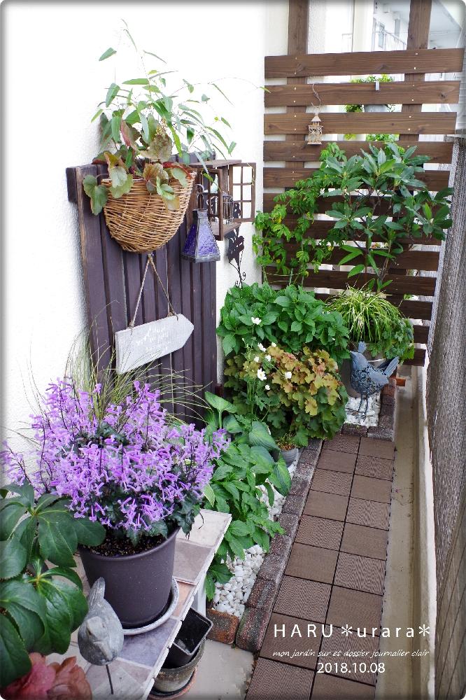 ガーデン雑貨の投稿画像 By H A R Uさん シェードガーデンと秋のガーデニングコンテスト18とベランダガーデンとつる性植物とdiyと ガーデニングと花のある暮らしと 秋を感じる フォトコンテストとバルコニスト 18月10月15日 Greensnap グリーンスナップ