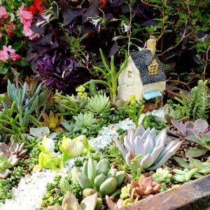 ファンファーレ,ビアホップ ,若緑,ネオンブレーカーズ,オウゴンマルバマンネングサの画像