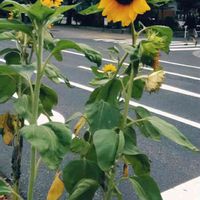 ヒマワリ,花のある暮らし,お出かけ先の画像