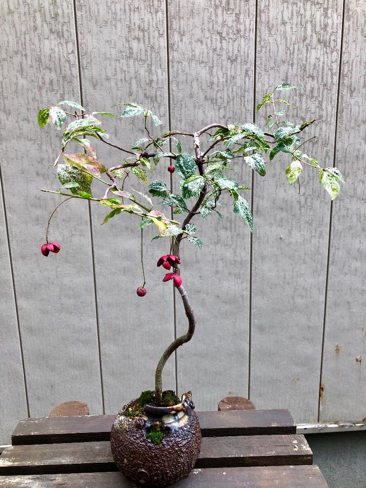 鉢植えの投稿画像 By Tomoさん 斑入り とツリバナ と吊り 18月10月16日 Greensnap グリーンスナップ