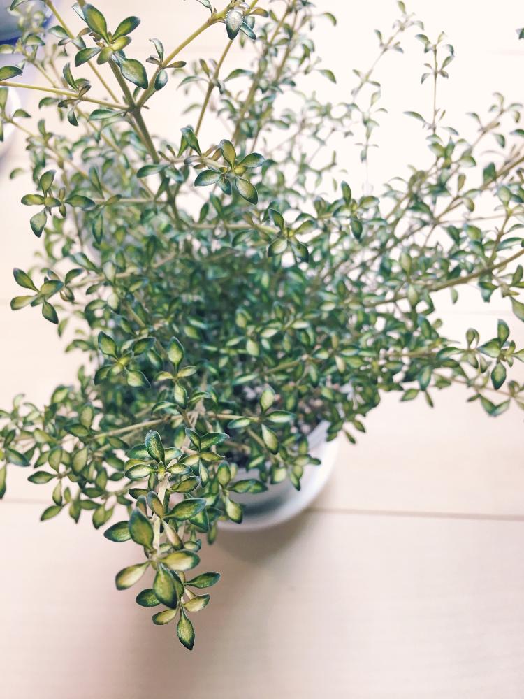 驚くばかりビート 植物 最高の花の画像