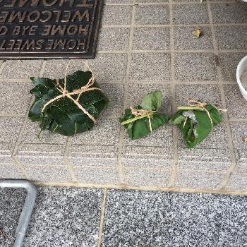 トトロからのお土産の投稿画像一覧 Greensnap グリーンスナップ