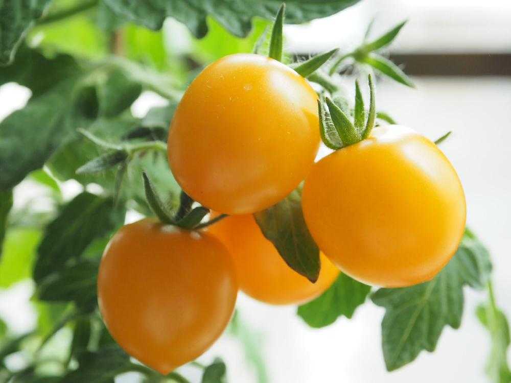 黄金トマト＆四季なりいちご ペットボトル栽培｜🍀GreenSnap