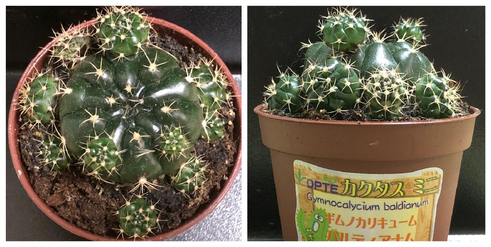 サボテンの投稿画像 By ぽむさん サボテン科と ミニサボテン 18月10月16日 Greensnap グリーンスナップ