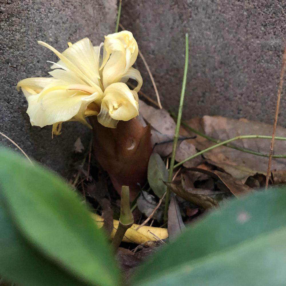 みょうがの投稿画像 By Kikuchixさん ミョウガの花と繁殖力旺盛と半日陰と食べられると日陰と日陰の庭 18月10月16日 Greensnap グリーンスナップ