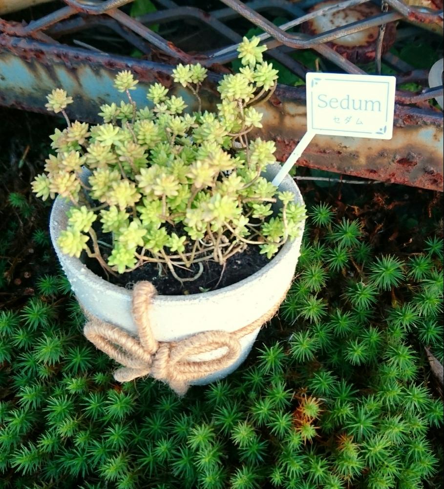 黄金細葉万年草の投稿画像 By えりかさん 多肉勉強中と金平糖みたい と多肉２年目と実家にてとオルトランdx忘れずにと環境大事と多肉初心者とtsukikoさん鉢とセダム好き 18月10月16日 Greensnap グリーンスナップ