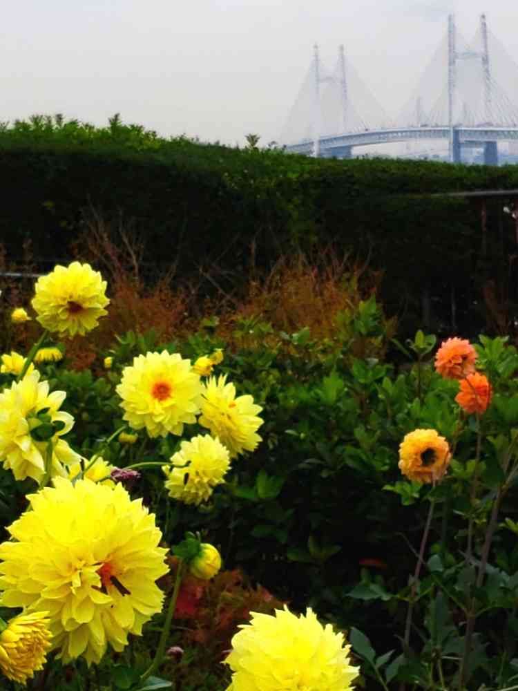 花言葉(江の島)さんの港の見える丘公園への投稿