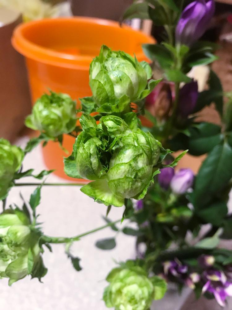 バラ コンキュサーレの投稿画像 By さとしさん 愛知とばら バラ 薔薇と切り花を楽しむと植物観察と花のある暮らしと切り花とjaひまわり 18月10月16日 Greensnap グリーンスナップ