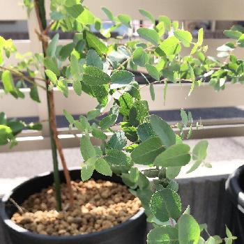 ユーカリ アップルボックスの投稿画像一覧 Greensnap グリーンスナップ