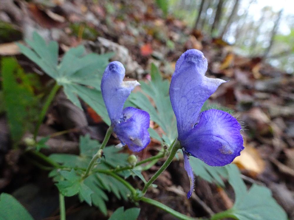 トリカブトの投稿画像 By Trekkさん 山野草と10月の花と三ツ峠山付近とキンポウゲ科と有毒植物と多年草と鳥兜とお出かけ先と秋のお花と山野草と10月の花と三ツ峠山付近とキンポウゲ科と有毒植物と多年草と秋のお花 18月10月16日 Greensnap グリーンスナップ