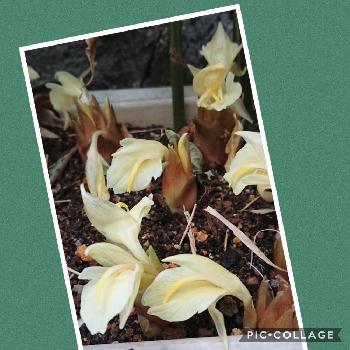 秋茗荷谷の投稿画像一覧 Greensnap グリーンスナップ