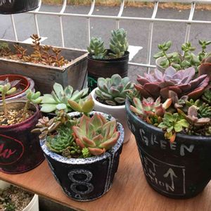 寄せ植え,多肉植物,多肉植物寄せ植え,リメ缶,男前リメイク缶の画像