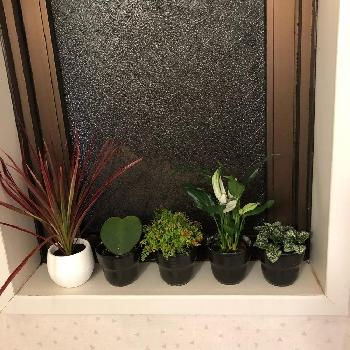 浴室の投稿画像一覧 Greensnap グリーンスナップ