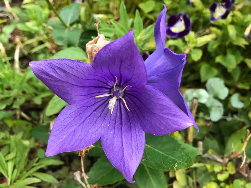 nakkyさんの山下公園への投稿