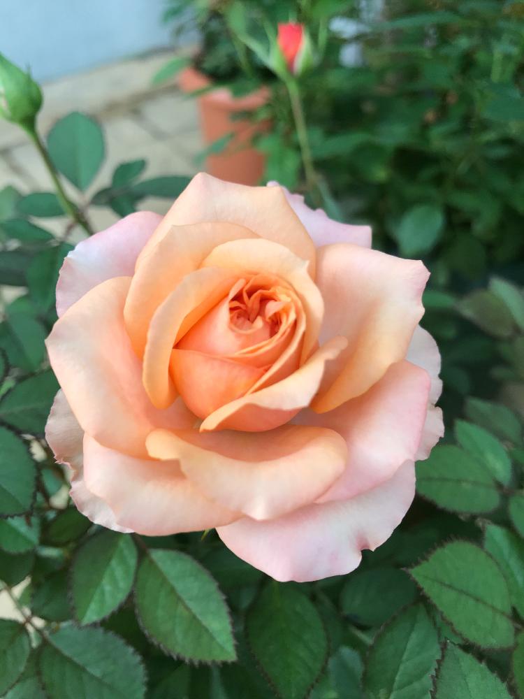 ミニバラ鉢植えの投稿画像 By ケーコさん かわいい とオレンジのバラと花のある暮らしとアプリコット色とバラ ミニバラ 18月10月17日 Greensnap グリーンスナップ