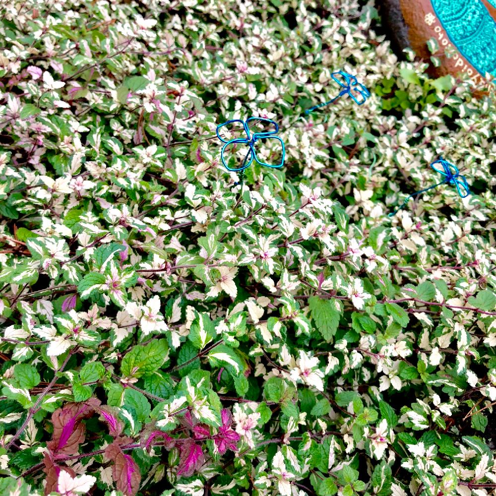 ベロニカミフィーブルートの投稿画像 By Serenaさん 庭の花とお気に入り と葉っぱと青い花と花のある暮らしと北海道の庭と斑入り と石ペイントと青い花マニア 18月10月17日 Greensnap グリーンスナップ