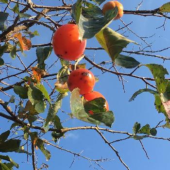 西条柿の画像 by えみちゃんさん | 西条柿と秋ですね〜♡と美味しそう❣️と懐かしい思い出