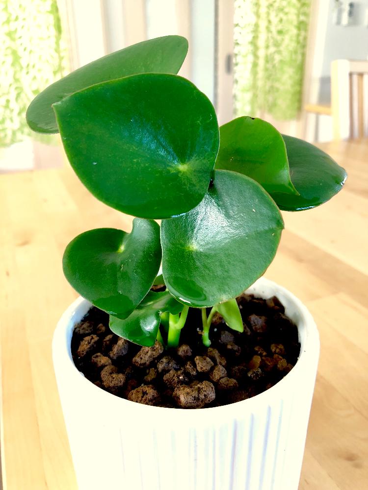 ペペロミアジェイドの投稿画像 By けいみーさん 部屋とグリーンライフ と緑のある暮らしと翡翠とジェイドと葉影とペペロミア ジェイド と葉影好きと葉っぱ好きとグリーンライフ と緑のある暮らしと翡翠とジェイドと葉影とペペロミア ジェイドと葉影好きと葉っぱ好き