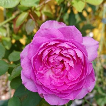 バラ トワパルファンの画像 by ＹＵＭＩＫＯさん | 小さな庭といいかおりとスマホ撮影と大好き❣️と薔薇愛同盟と2018  Yumiko's garden薔薇と花が好き❤と薔薇に魅せられてとエンドレス剪定ときれいと植中毒とバラ トワパルファンと薔薇が好き❤と鉢植えと花のある暮らしと薔薇♪とかわいいな♡といい色♡と香りのバラと素敵