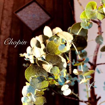 庭のユーカリの画像 by Chopin(ショパン)さん | 玄関とユーカリ  シネレア  (銀丸葉)とユーカリ。とユーカリの木と葉っぱとマイガーデンとGS映えとナチュラルガーデンとユーカリ♡とガーデニングと銀丸葉ユーカリとiPhone撮影とシルバーリーフと庭のユーカリと寒くなってきた⭐と鉢植えユーカリ