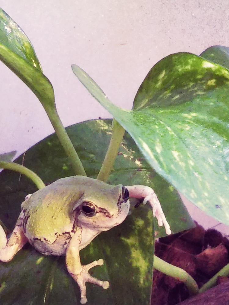 我が家のカエルの投稿画像 By Kelo Guさん 観葉植物とアマガエルとテラリウムとカエル 18月10月18日 Greensnap グリーンスナップ