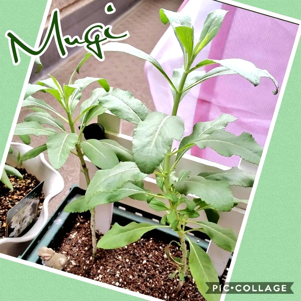 ホワイトセージの投稿画像 By むぎさん ウチの子とお気に入り と緑のある暮らしとスピリチュアルとハーブと大切な子と花のある暮らしと夏を乗り越えた子と浄化と良い香りとバルコニスト 18月10月19日 Greensnap グリーンスナップ