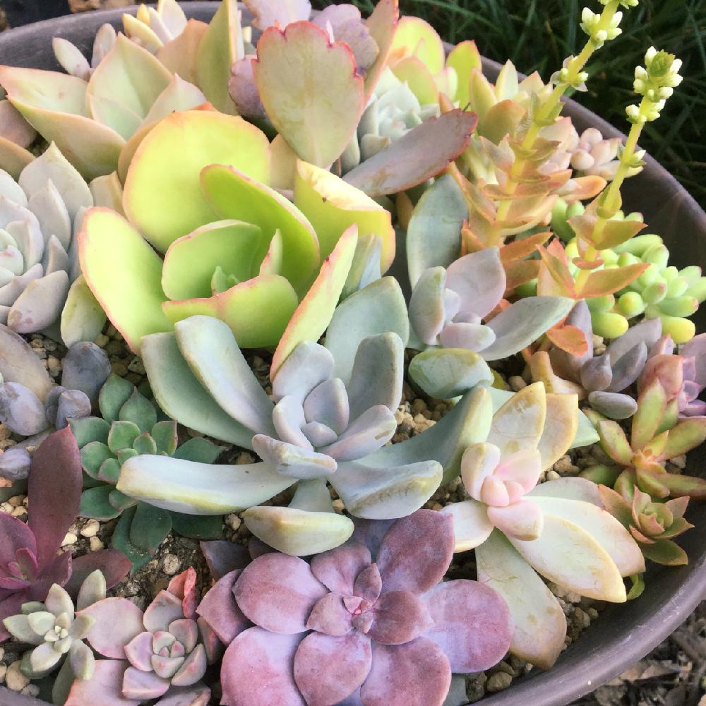 パープルデライトの投稿画像 By さんちゃさん ピーチプリデと火祭りと多肉植物とエケベリア属と紅葉する多肉と多肉の花芽 18月10月19日 Greensnap グリーンスナップ