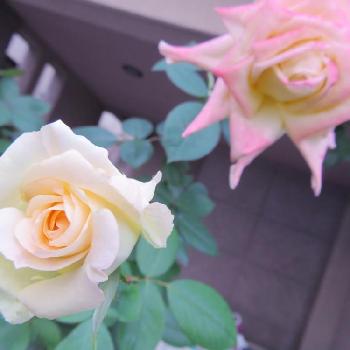 バラ   エレガントレディの画像 by つーさん | 車庫と鉢バラとばら バラ 薔薇とネコ好きとバラ   エレガントレディと花のある暮らし