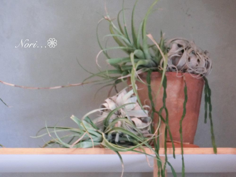 花のある暮らしの投稿画像 By Norinoriさん ニコライバーグマンとnomu Kobeとノム コウベ 18月10月19日 Greensnap グリーンスナップ