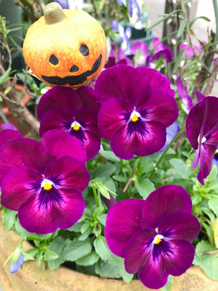 よく咲くスミレ カシスの投稿画像 By ひろちゃんさん パンジー ビオラと赤紫色の花とハロウィン 18月10月19日 Greensnap グリーンスナップ