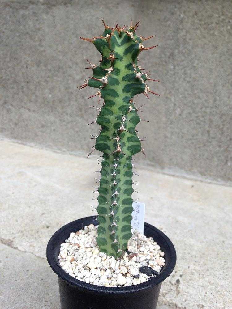 ユーフォルビア・ノベリー(閃光閣)｜🍀GreenSnap（グリーンスナップ）