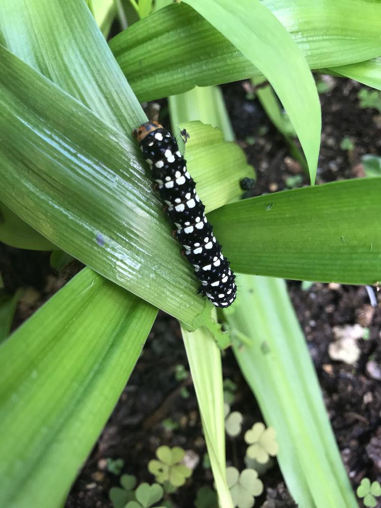 アマクリナムを食べ尽くす幼虫の投稿画像 By 老マスターさん 広い庭 18月10月19日 Greensnap グリーンスナップ Greensnap グリーンスナップ