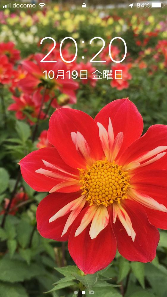 壁紙祭りの投稿画像 By りりこさん 鮮やか と赤い花と2018壁紙祭り秋