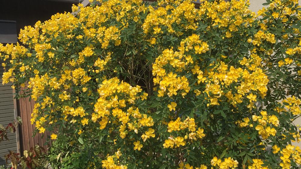 アンデスの乙女の投稿画像 By くぅさん よそ様の庭と黄色と黄色いお花大好き協会とお花初心者と花のある暮らしとうどん県人会ときいろ好き と幸せの黄色い花 18月10月19日 Greensnap グリーンスナップ
