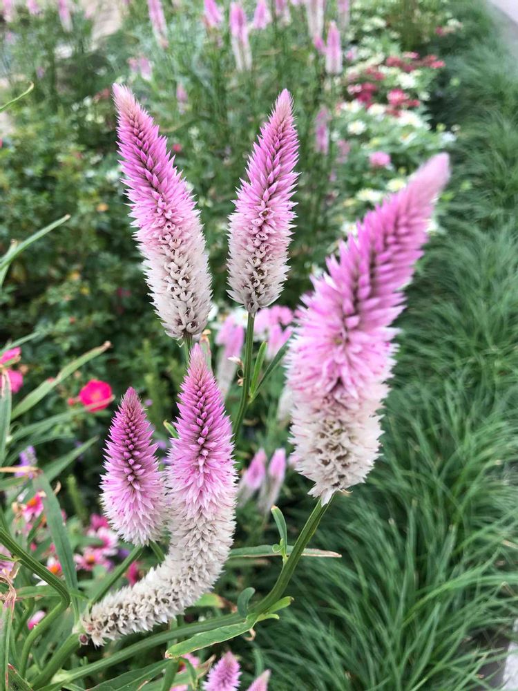 nakkyさんの山下公園への投稿