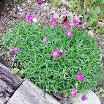 矮性なでしこ かほりスカーレットの投稿画像一覧 Greensnap グリーンスナップ