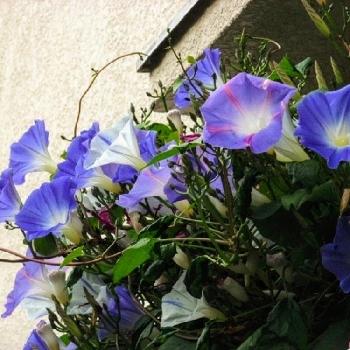 アサガオ☆の画像 by BLANKAさん | お出かけ先とアサガオ☆と秋☆とお散歩道と青い花と花のある暮らし