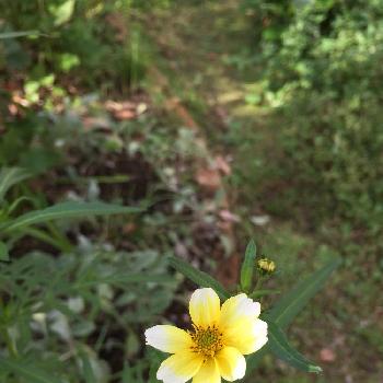 小さい花たちの画像 by 淳 こさん | 小さな庭とかわいいコと小さい花たちと黄色い子