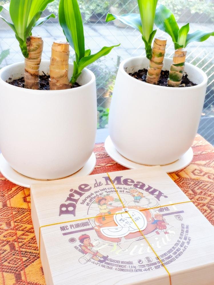 ドラセナマッサンゲアナの投稿画像 By みうどんぶりさん 疲れた と緑のある暮らしと幸福の木 ドラセナマッサン と大阪と挿し木から成長と花のある暮らしと楽しみ 18月10月日 Greensnap グリーンスナップ