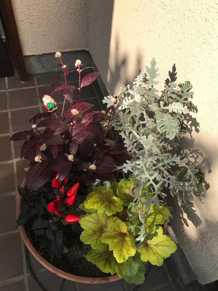 赤葉センニチコウ レッドフラッシュの投稿画像 By Makiさん ヒューケラエレクトラとヒューケラ と寄せ植えと赤葉センニチコウ とgs日和と花のある暮らし 18月10月日 Greensnap グリーンスナップ
