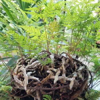 トキワシノブ。の画像 by のりこさん | シダ植物とトキワシノブ。とトキワシノブの根っこと花のある暮らし