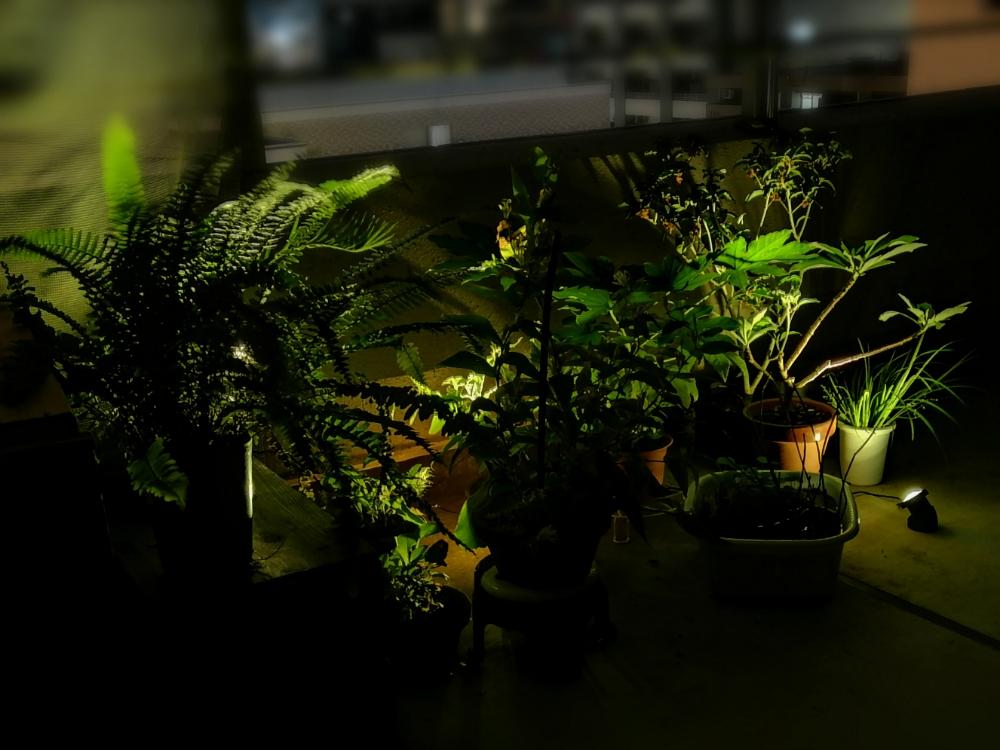 アコルス 黄金の投稿画像 By Tbさん キンモクセイとヤツデとタマシダと夜景と秋の夜長にとワサワサとgs映えとナイトガーデンとシダ植物とライトアップと夜間撮影とバルコニストと緑のある暮らし 18月10月日 Greensnap グリーンスナップ