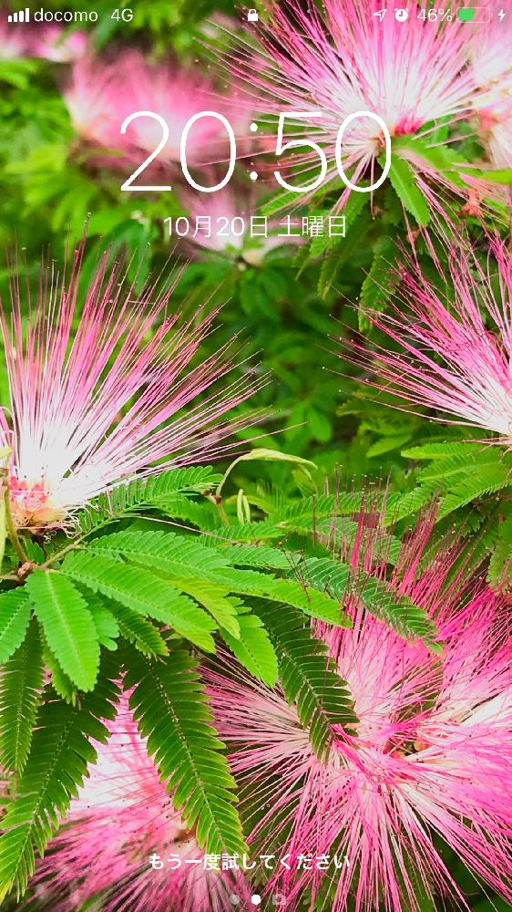 ネムノキの投稿画像 By Nyacoさん ねむのはなと壁紙祭りとピンク ピンクと花のある暮らしとかわいいな とやっぱり花が好き と18壁紙 祭り秋と街路樹の花 18月10月日 Greensnap グリーンスナップ
