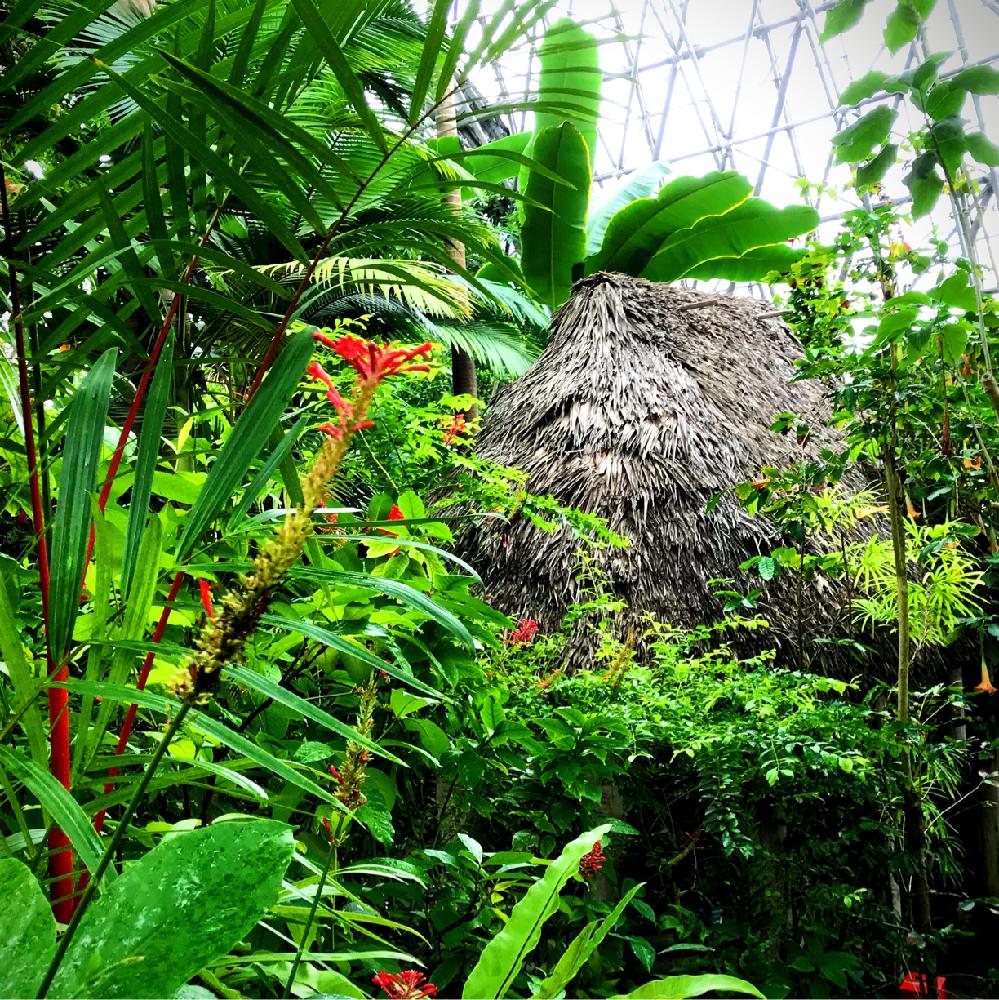 夢の島熱帯植物館の投稿画像 By 80さん 熱帯雨林植物と赤い葉軸 18月10月21日 Greensnap グリーンスナップ